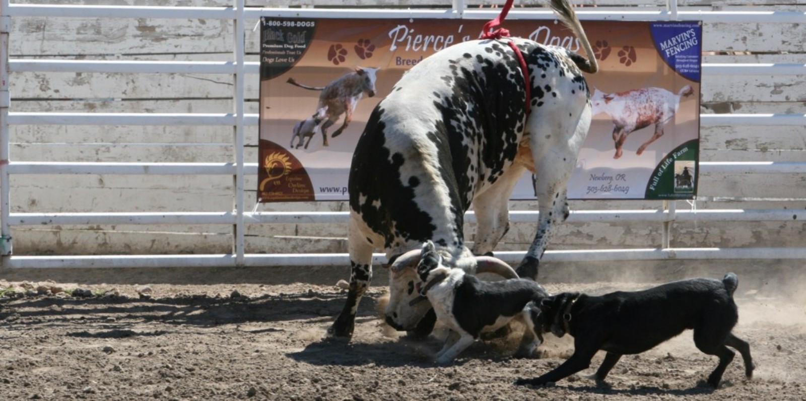 cow dog training